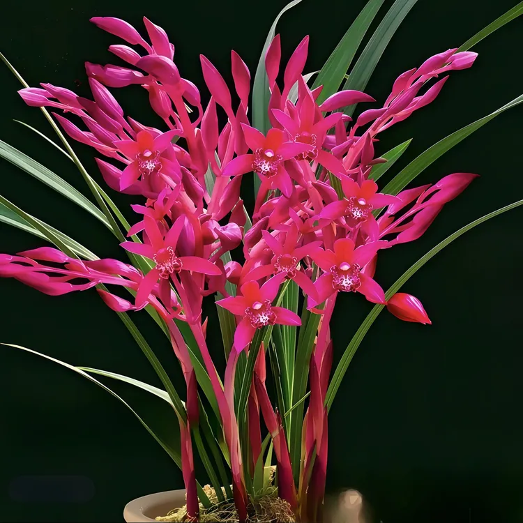 胭脂红浓香型建兰兰花苗盆栽绿植花卉室内春兰春剑墨兰四季兰植物