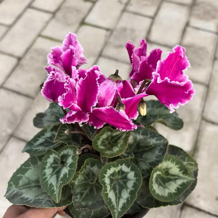 【皱边鸢尾紫】仙客来盆栽四季开花带花苞好养室内阳台客厅观赏花卉