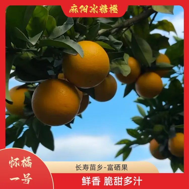 麻阳怀橘一号纯甜无酸脆甜多汁产地直发应季水果