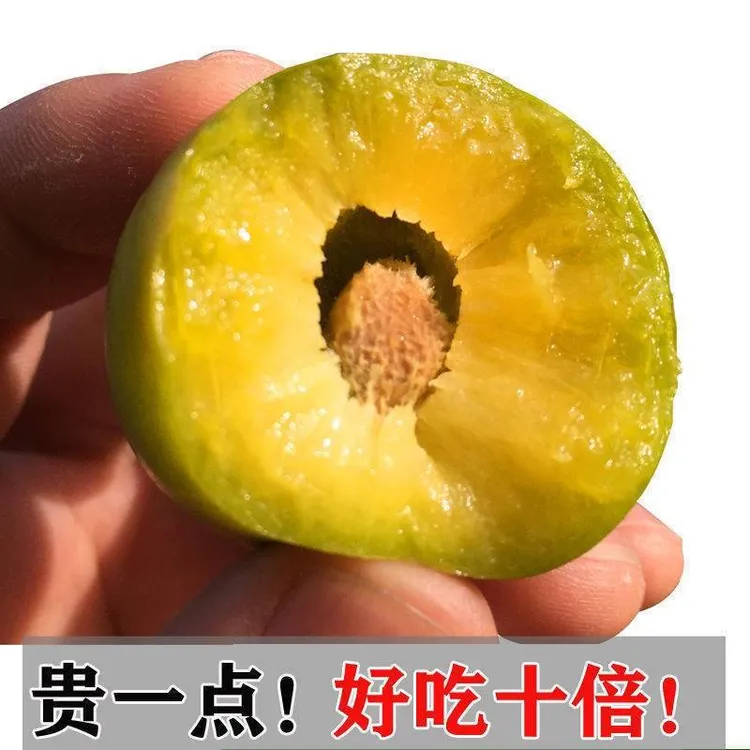 （京东顺丰）正宗阿坝州红脆李汶川茂县青脆李脱骨李脆甜李子5斤