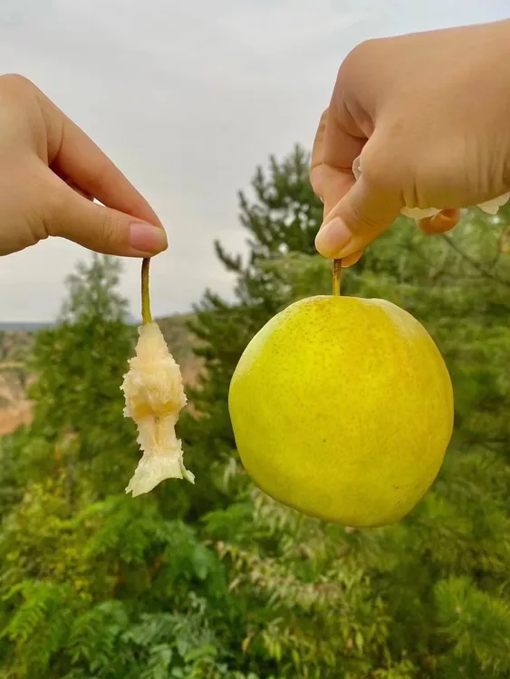 （婷猫儿）隰县玉露香梨4000g