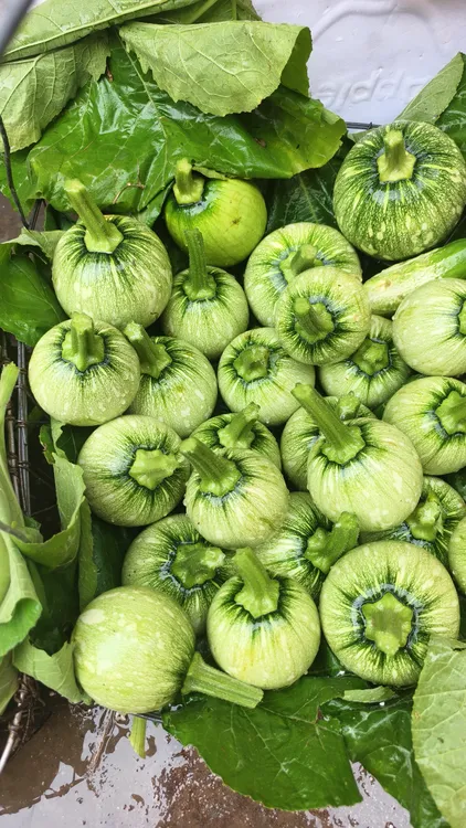 贵州圆南瓜新鲜现摘绿皮嫩南瓜农家蔬菜