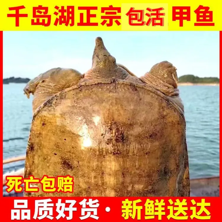 顺丰浙江杭州千岛湖渔民捕抓甲鱼1斤2斤3斤4斤5斤包邮