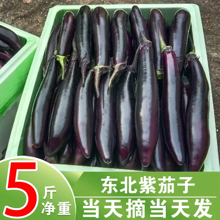东北紫茄子新鲜蔬菜产地直发农家自种紫库茄子当季细长茄子