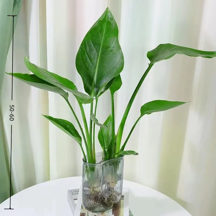 ZIGE/梓歌带U盆水培天堂鸟办公室植物净化空气桌面盆栽50-60CM