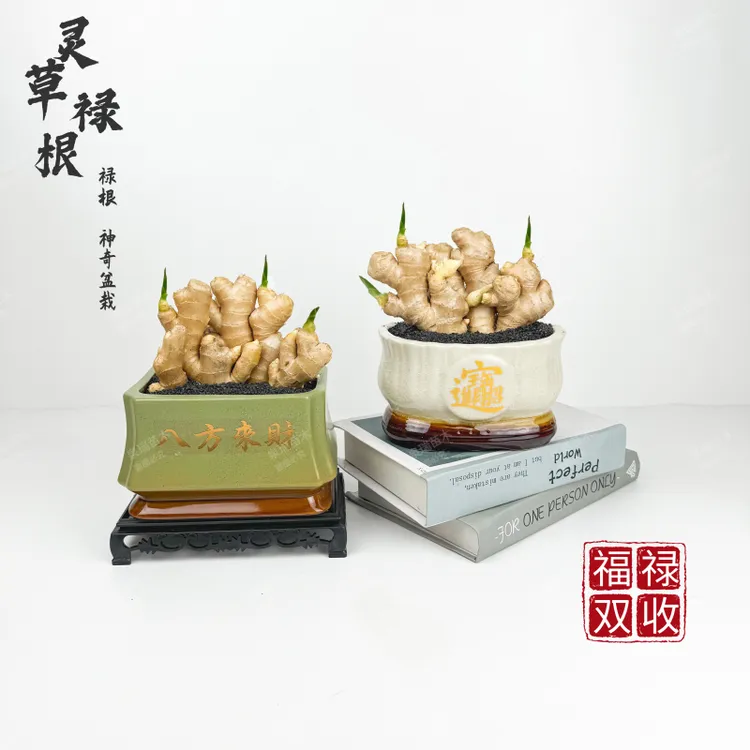 禄根带芽好养灵草不当生姜种苗种植植物办公室桌面小绿植禄根盆栽