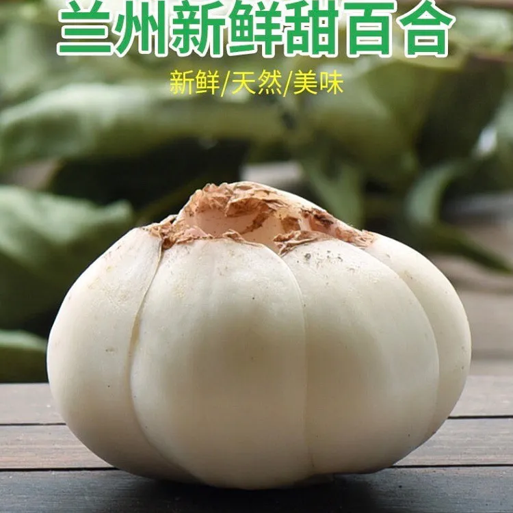 人间有苦 百合香甜 兰州甜百合