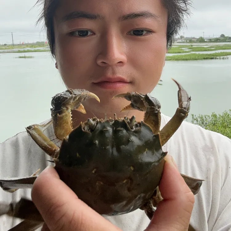 3两5母蟹鲜活足斤超两