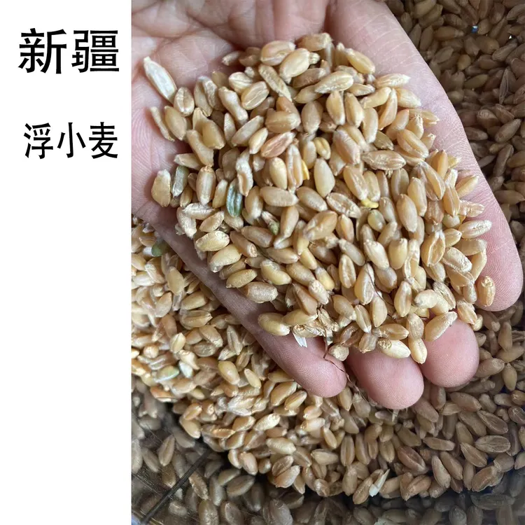 新疆瘪小麦浮小麦25年当季新货农家自种冬麦旱地麦500g