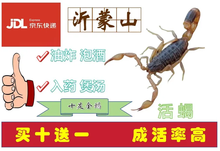 沂蒙山十足全蝎，大号蝎子满200全国包邮，发七十只，活体发货