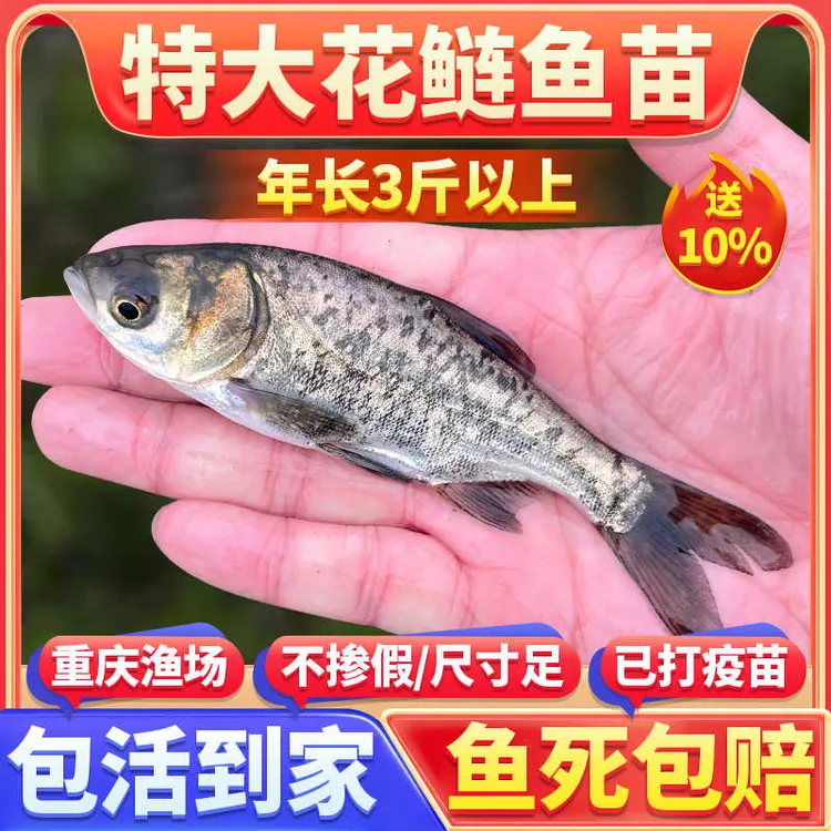 观赏花鲢鱼大头鱼超大鲢鳙超大大头鱼胖头鱼淡水养殖鳙鱼食用