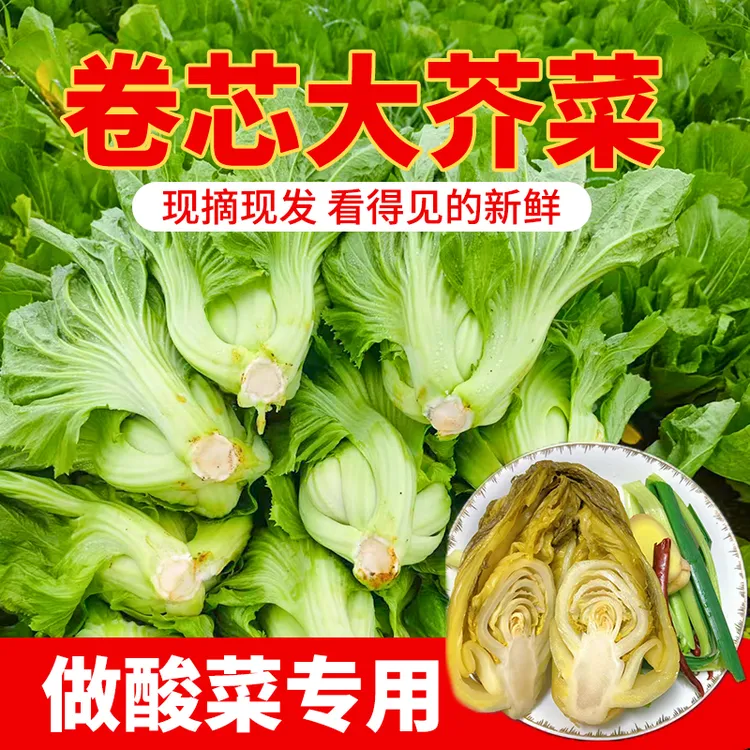 新鲜蔬菜广西农家自种芥菜包心玉菜盖菜当季青菜可做酸菜精品蔬菜