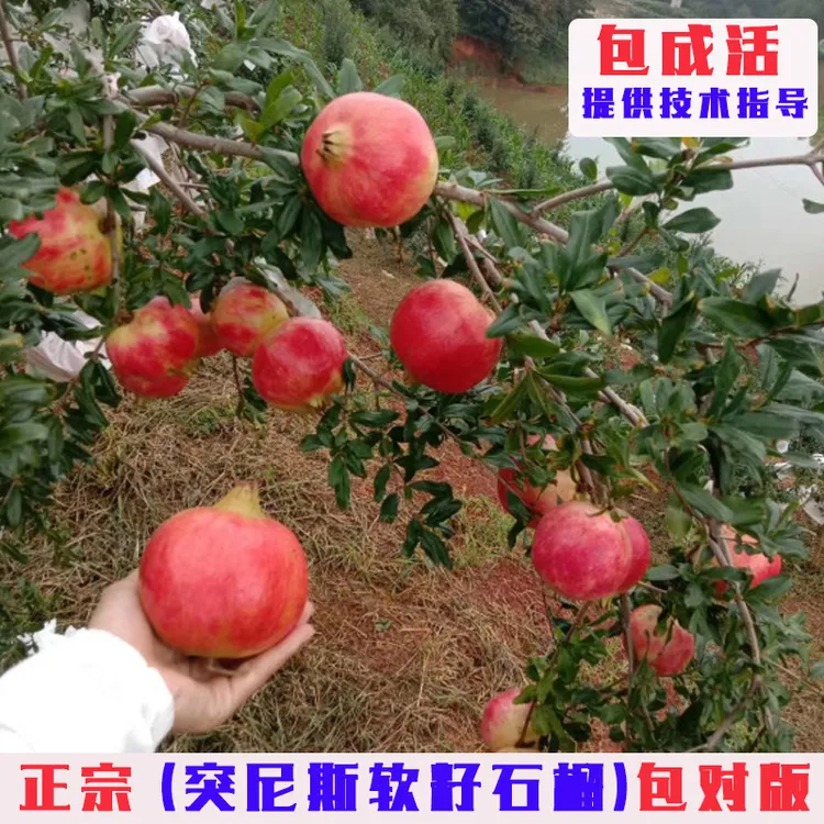 突尼斯软籽石榴树苗特大无籽甜石榴果苗南北方种植盆地栽当年结果