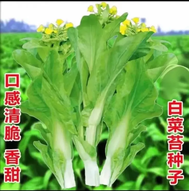 【白菜苔种子】速生种籽菜种苔菜四季菜心菜速生