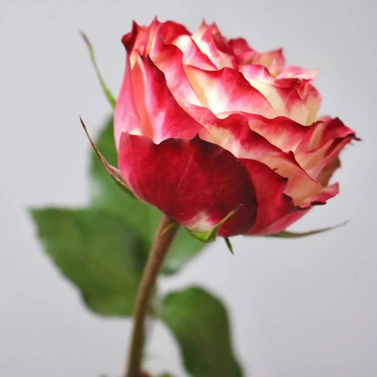 云南鲜花苹果杰克玫瑰顺丰包邮适合节日赠礼