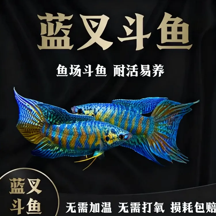 中国蓝叉斗鱼巨普澳火叉尾改良淡水小型懒人活体观赏鱼耐活免打氧