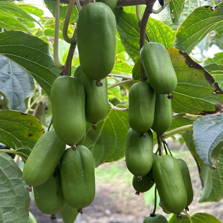 【顺丰包邮】软枣猕猴桃奇异莓精选大果自家种植淡淡酸甜摘不要催哦