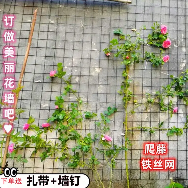 爬藤月季墙铁丝网种植爬藤网户外庭院蔷薇爬架网防锈防晒