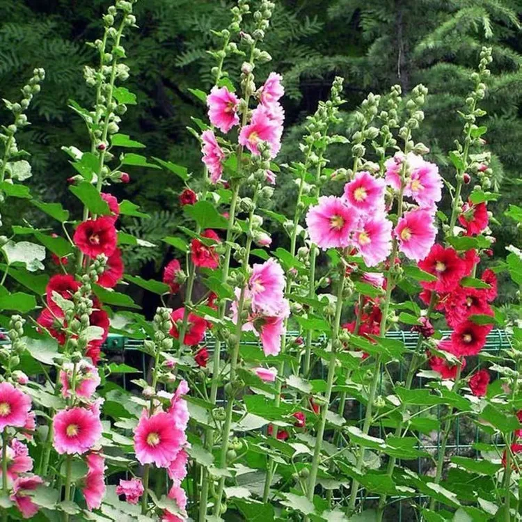 重瓣蜀葵种子矮杆矮生切花单瓣锦葵种籽春秋播 一丈红花庭院花坛