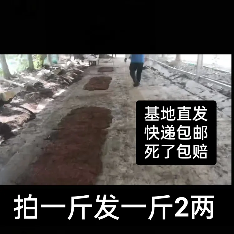 特大号鲜活红蚯蚓中小号钓鱼红虫鱼饵活饵散装野钓黑坑钓鲫鱼包邮