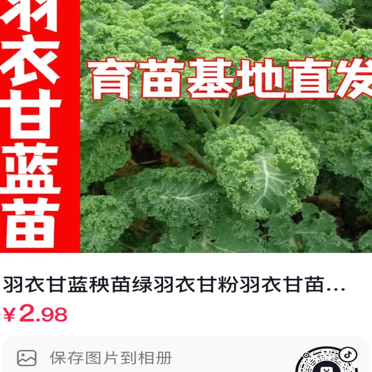 耐寒绿羽衣甘蓝苗与紫羽衣甘蓝苗春秋四季阳台盆栽种植