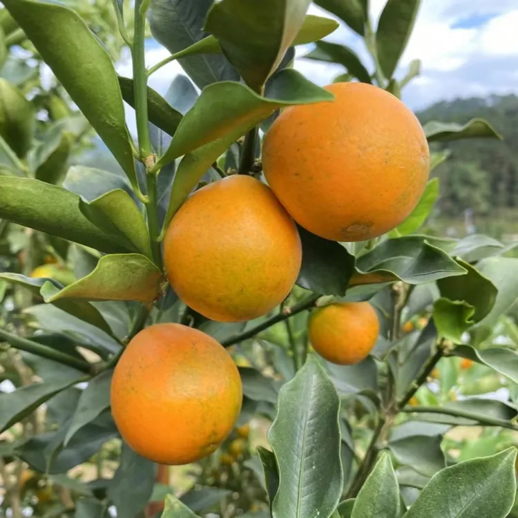 【第三代 3/5斤】融安脆蜜金柑广西特产新鲜水果脆蜜金桔纯甜