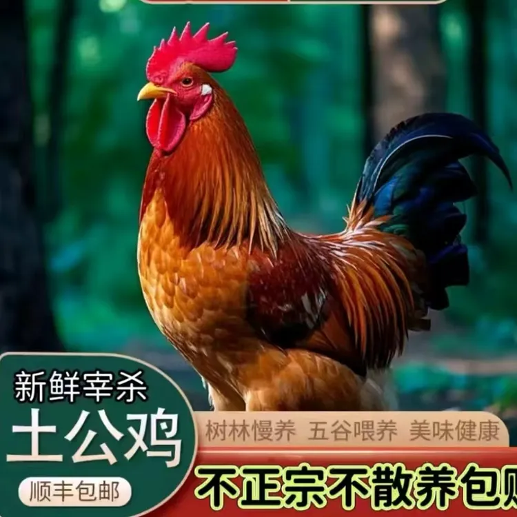 （黑凤鸡王）两只散养黑凤大公鸡净重共九斤+一斤鸡胗到手共十斤