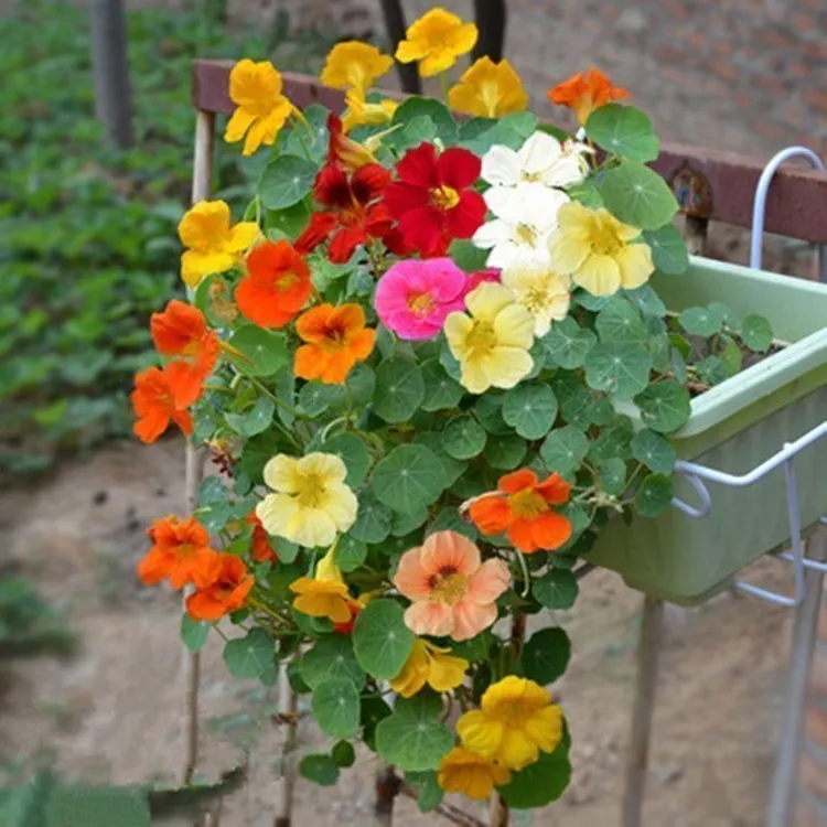 ئالتۇنگۈل ئۇرۇقى旱金莲花种子四季开花室内室外阳台盆栽庭院