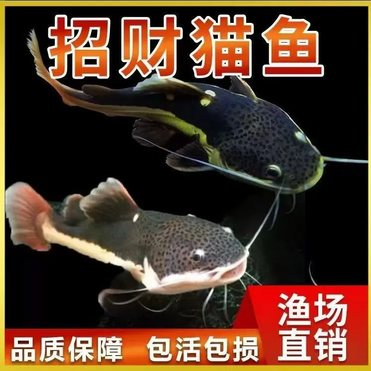 招财猫鱼苗活体狗仔鲸红尾猫底层鲶鱼鸭嘴热带观赏鱼大型龙鱼配鱼