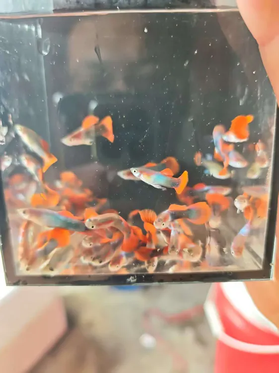 白金红尾孔雀鱼观赏鱼活体淡水好养耐活适合新手练手（入缸不赔付）