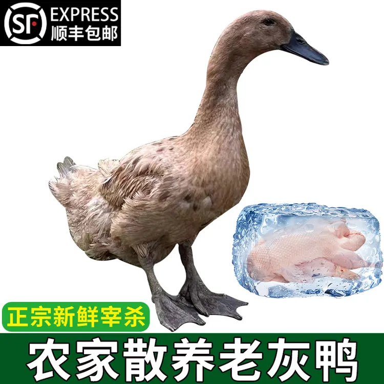 【老灰鸭】农家散养五谷纯粮喂养溪水现宰新鲜整鸭肉肉质紧实