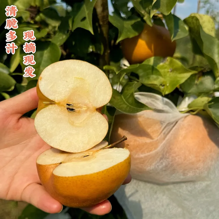 湖北恩施冬鼎梨细腻化渣脆甜爆汁果园直采现摘应季水果礼盒包邮