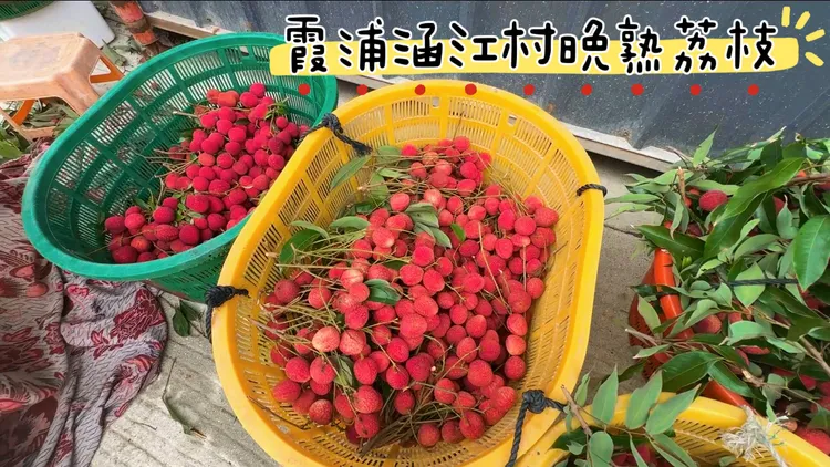 霞浦晚熟荔枝新鲜发货现摘现发当季水果（6斤）