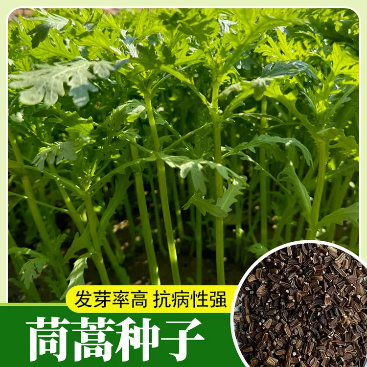茼蒿蔬菜种子多次采收早熟小叶茼蒿皇帝菜籽一年四季播种耐热盆栽