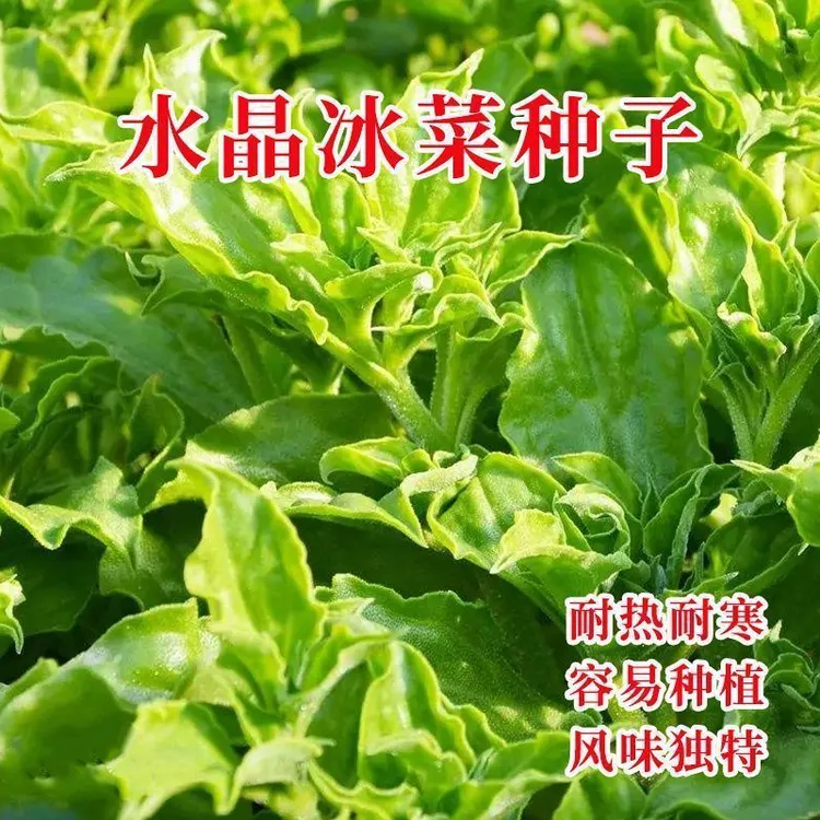 新款【水晶冰菜种子】冰草冰晶冰心菜四季阳台种菜盆蔬菜菜