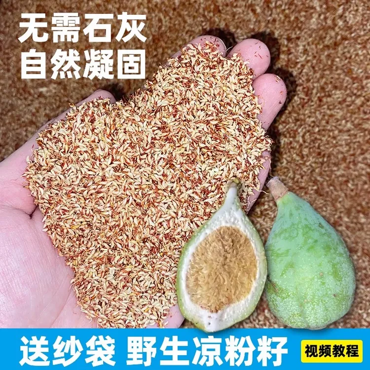 手搓冰凉粉薜荔果爱玉果凉粉果冰粉果果籽口感甘甜夏季消暑免石灰