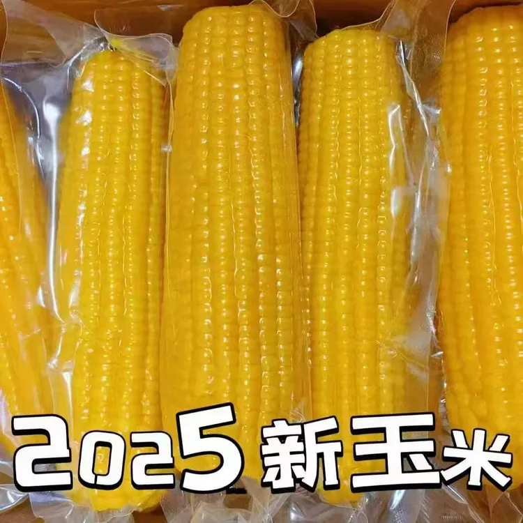 5025年头茬东北粘玉米8大棒老嫩适中老少皆宜