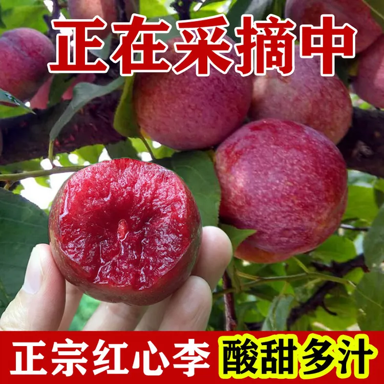 【开园现摘】福建正宗高山红心李新鲜三华李芙蓉李子红心李酸甜脆爽