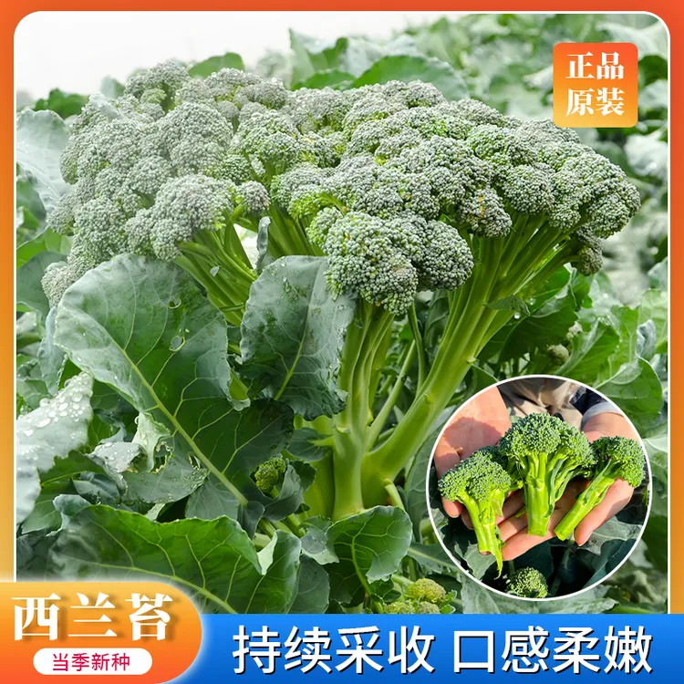 美农汇 西兰苔种子西兰花菜苔芥蓝芥兰易种生长快采收期长阳台盆