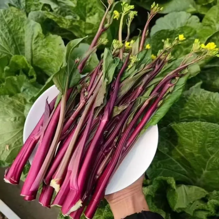 红菜台 3斤 湖北特产 露天红菜台 打霜更清甜脆嫩包邮