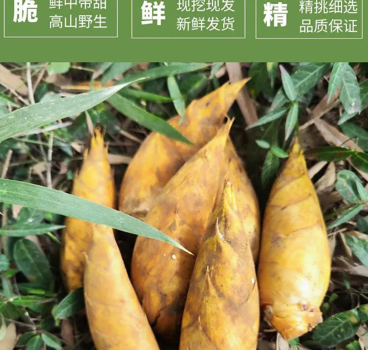 贵州赤水大竹笋庆竹笋野生小竹笋秋笋刺笋冷竹笋新鲜脆嫩鲜香