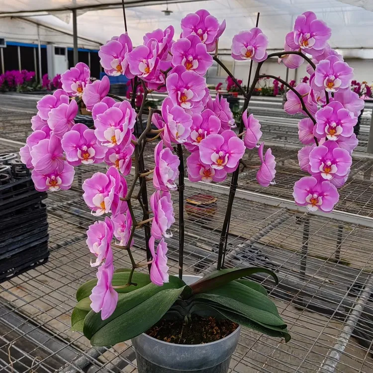 蝴蝶兰鲜花  开花株 新品大舌头稀有