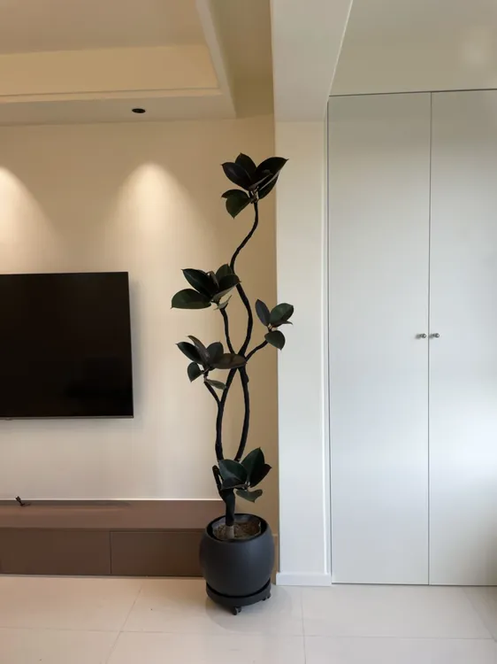 橡皮树大型绿植好养能净化空气适合室内客厅办公室黑金刚大摆件