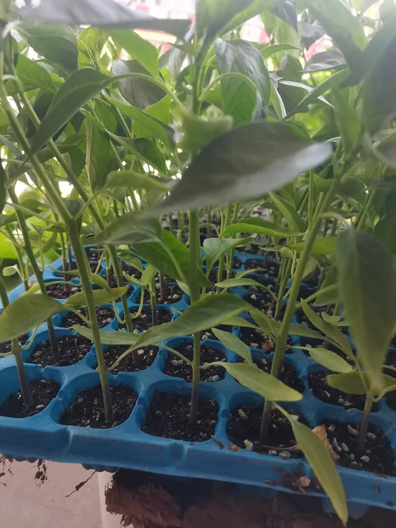 济南长茄，薄皮辣椒，长线辣椒