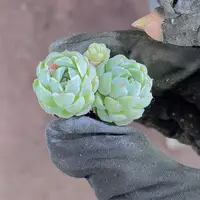 精品羊脂球2米3颗