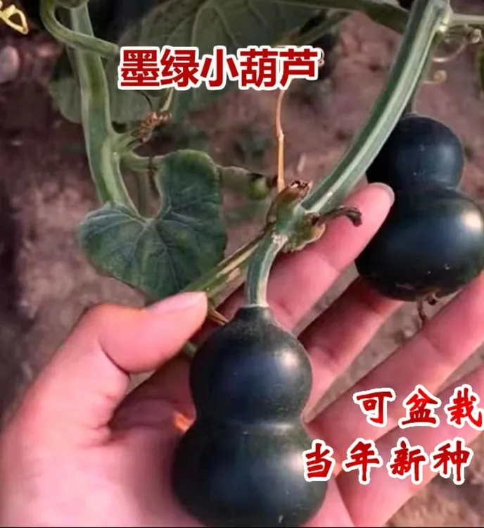 墨绿西葫芦种子四季种植盆栽地栽