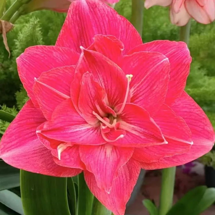 国产自然球（爱尔基）2公分 只包对版 不包后期养护