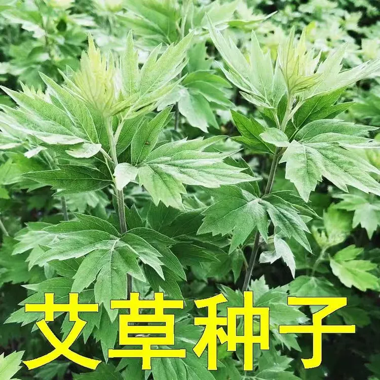 【艾草】种子艾叶靳野生香端午艾草种子四季驱蚊草食用艾蒿青蒿种子