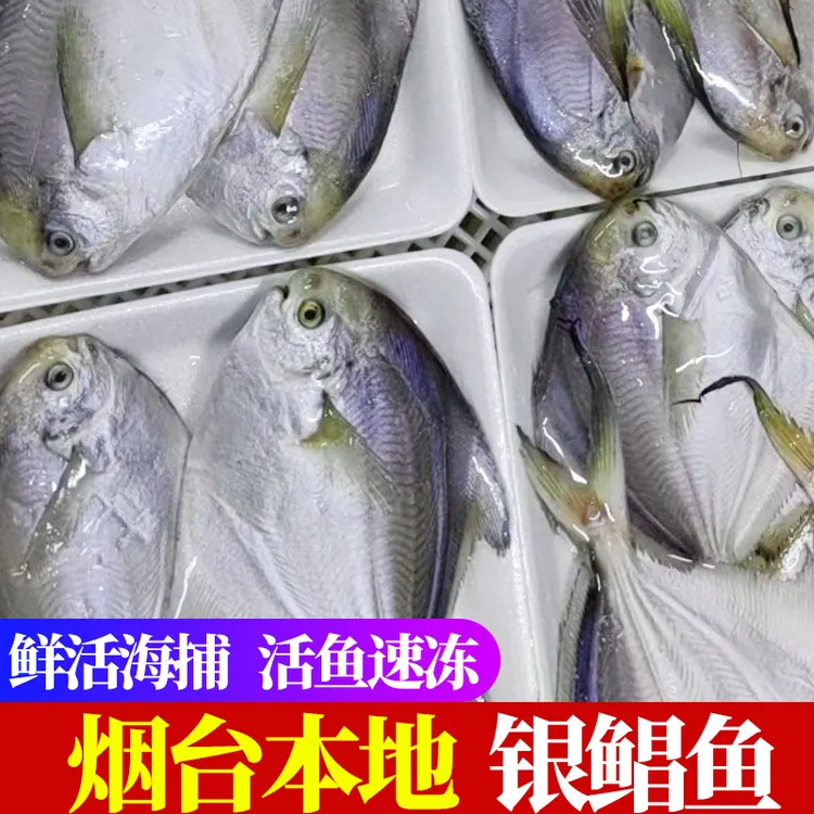 【顺丰包邮】新鲜银鲳鱼冷冻海鲜水产鲜活海鱼小鲳鱼昌鱼平鱼鲳鳊鱼