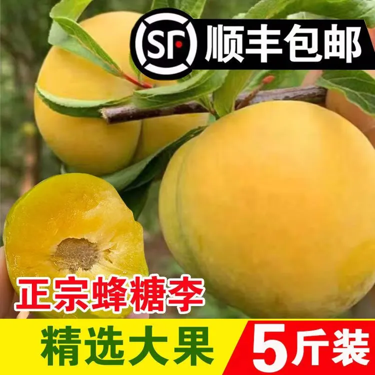 镇宁六马蜂糖李现摘现发应季脆甜脱骨李子孕妇水果顺丰包邮